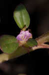 Desert horsepurslane